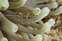 Spotted Cleaner Shrimp (Periclimenes yucatanicus) on Giant Caribbean Anemone (Condylactis gigantea), Bonaire, Netherlands Antilles, Caribbean