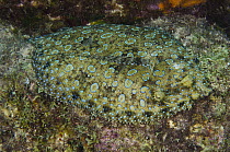 Peacock Flounder (Bothus lunatus) camouflaged on ocean floor, Bonaire, Netherlands Antilles, Caribbean