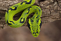 Yellow-blotched Palm Pitviper (Bothriechis aurifer), native to Mexico and Guatemala