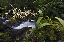 Orchid (Prosthecheaprismatocarpa) flowering next to mountain stream in cloud forest, La Amistad National Park, Panama