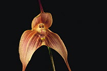 Orchid (Dracula venefica) flower, Finca Dracula Orchid Sanctuary, Panama
