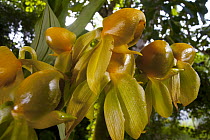 Orchid (Catasetum viridiflavum) female flowers, Barro Colorado Island, Panama