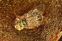 Sweat Bee (Halictidae) preserved in amber, this roughly 20-million-year old bee is carrying orchid pollen which helped scientists determine the general age of the orchid family as 100 million years ol...