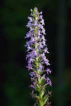 Fragrant Orchid (Gymnadenia conopsea) flowering near Lake Constance, southern Germany
