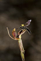 Zebra Orchid (Caladenia cairnsiana) flower being pollinated by male parasitic wasp which is attracted to the flower by faux female wasp pheromone, western Australia