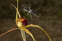 King Spider Orchid (Caladenia pectinata) being visited by male parasitic wasp pollinator which is attracted to the flower by faux female wasp pheromone, Australia