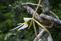 Night Scented Orchid (Epidendrum nocturnum) flower in upper canopy, Fort Sherman, Panama