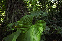 Philodendron (Philodendron sp) in lowland rainforest, Bocas del Toro, Panama