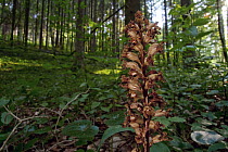 Bird's Nest Orchid (Neottia nidus-avis) receives nutrients from fungus symbionts, Lake Constance, Germany