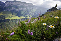 Heath Spotted Orchid (Dactylorhiza maculata) flowers on mountain, Santis Mountain, Alps, Switzerland