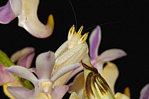 Orchid (Aerides lawrenceae) flower with camouflaged Orchid Mantis (Hymenopus coronatus), Penang, Malaysia