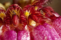Orchid (Bulbophyllum corolliferum) flowers being pollinated by flies, Sabah, Borneo, Malaysia