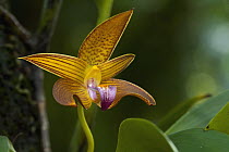 Orchid (Bulbophyllum lobbii) flower, Poring Hotsprings, Sabah, Borneo, Malaysia