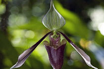 Slipper Orchid (Paphiopedilum sp) flower, Poring Hotsprings, Sabah, Borneo, Malaysia