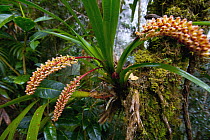 Orchid (Eria sp) flowers in elfin rainforest at 3000 meter elevation, Mount Kinabalu, Sabah, Borneo, Malaysia