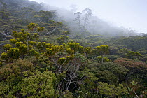 Elfin rainforest, Mount Kinabalu, Sabah, Borneo, Malaysia