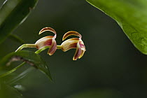 Orchid (Masdevallia livingstoneana) flowering high in the canopy of moist lowland rainforest, San Lorenzo National Park, Panama