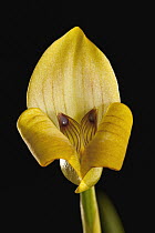 Orchid (Trigonidium egertonianum) flower, central Panama