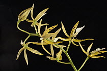 Orchid (Prosthecheaprismatocarpa) flowering, central Panama