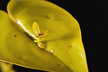 Orchid (Pleurothallis sp) leaf growth, Gamboa, central Panama