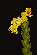 Orchid (Lockhartia amoena) flowers, Panama