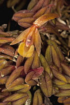 Orchid (Epidendrum schlechterianum) flower, central Panama