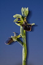 Orchid (Ophrys incubacea) flowers, Sardinia, Italy