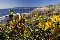 Mirror Orchid (Ophrys speculum) flowering along coast mimick female bees, Sardinia, Italy