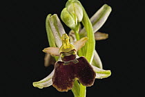 Late Spider Orchid (Ophrys fuciflora) flower, very rare endemic species, Sardinia, Italy