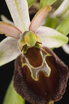 Morisi Orchid (Ophrys morisii) flower, Sardinia, Italy