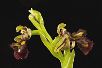 Mirror Orchid (Ophrys speculum) flowers, Sardinia, Italy