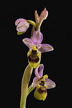 Sawfly Orchid (Ophrys tenthredinifera) flowers, Sardinia, Italy