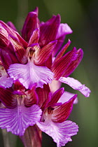 Pink Butterfly Orchid (Anacamptis papilionacea) flowers, Sardinia, Italy