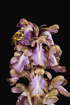 Orchid (Himantoglossum robertianum) flowers with bee pollinator, Sardinia, Italy