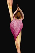 Tongue Orchid (Serapias lingua) flower, Sardinia, Italy