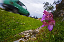 Butterfly Orchid (Anacamptis papilionacea) flowering by road, Sardinia, Italy
