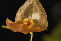 Orchid (Lepanthes sp) flower, Finca Dracula Orchid Sanctuary, western Panama