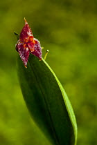 Orchid (Pleurothallis sp) flower, Finca Dracula Orchid Sanctuary, western Panama