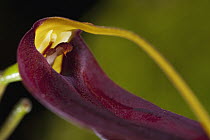 Orchid (Trisetella sp) flower, Chilibre, central Panama