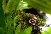 Orchid (Dracula erythrochaete), Finca Dracula Orchid Sanctuary, Panama