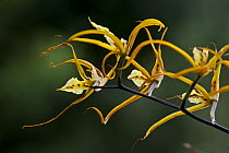 Orchid (Brassia arcuigera) flowers, Finca Dracula Orchid Sanctuary, western Panama