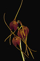 Orchid (Masdevallia excelsior) flowers, Finca Dracula Orchid Sanctuary, western Panama