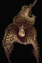 Orchid (Dracula wallisii) flower, Finca Dracula Orchid Sanctuary, Panama