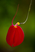 Orchid (Masdevallia coccinea) flower, Finca Dracula Orchid Sanctuary, western Panama