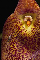 Orchid (Masdevallia regina) flower and Blue Bottle Fly (Calliphoridae), Finca Dracula Orchid Sanctuary, western Panama