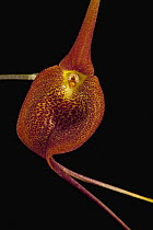 Orchid (Masdevallia regina) flower, Finca Dracula Orchid Sanctuary, Panama