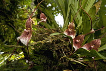 Orchid (Dracula erythrochaete) flowering, Finca Dracula Orchid Sanctuary, western Panama