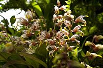 Orchid (Masdevallia caloptera) flowers, Finca Dracula Orchid Sanctuary, western Panama