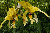 Orchid (Stanhopea wardii) flowers, Finca Dracula Orchid Sanctuary, western Panama