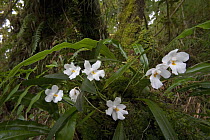 Orchid (Ticoglossum oerstedii) flowering at the base of oak trees in rainforest, La Amistad International Park, western Panama